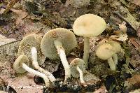 Agrocybe praecox image