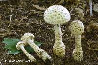 Amanita atkinsoniana image