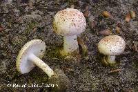 Amanita pseudovolvata image