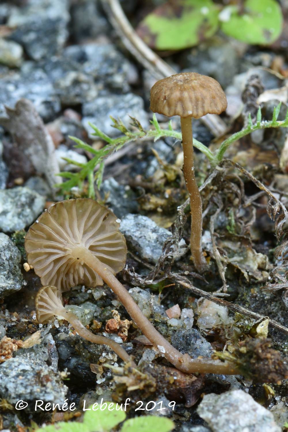 Arrhenia peltigerina image