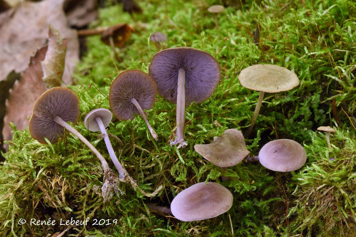 Baeospora myriadophylla image