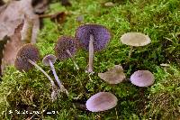 Image of Baeospora myriadophylla