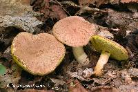 Boletus hortonii image