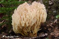 Clavaria arborea image