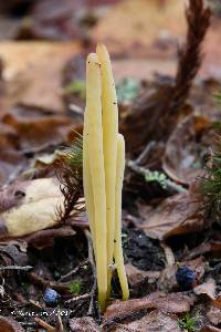 Clavaria argillacea image