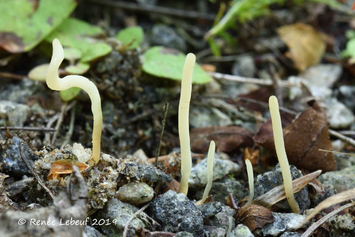 Clavaria krieglsteineri image