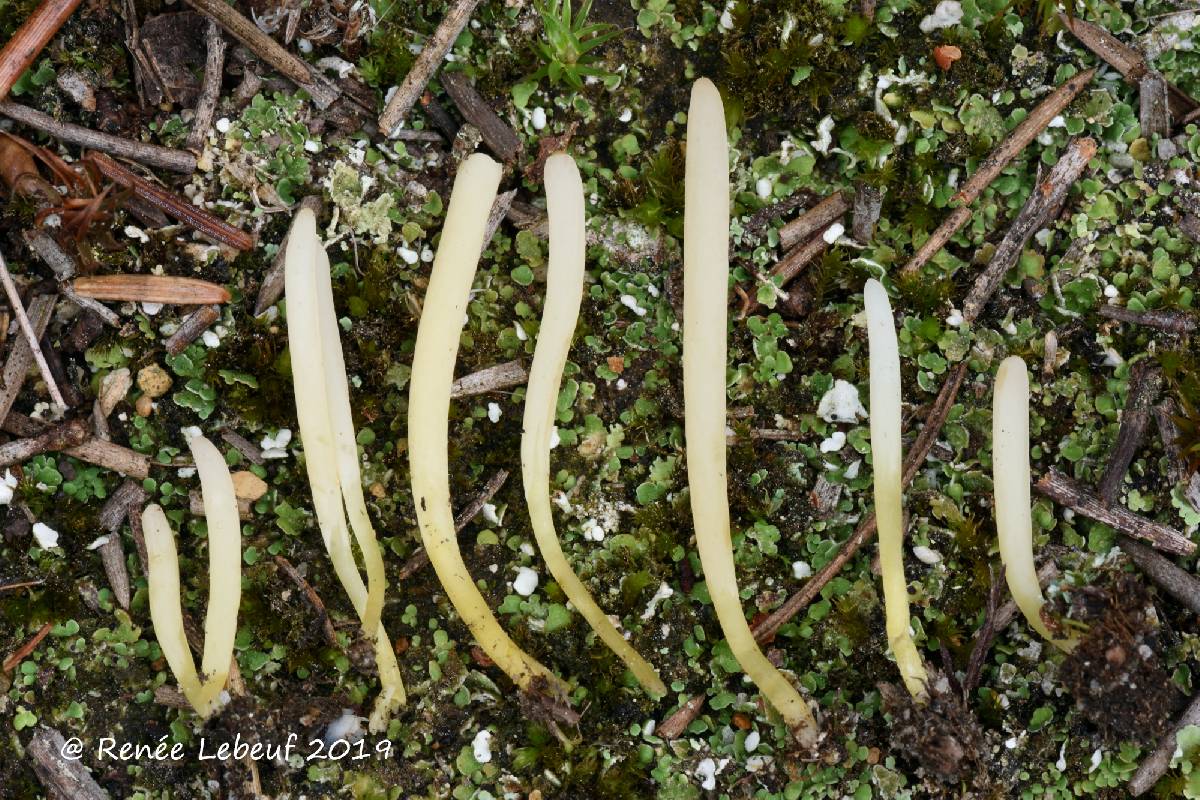 Clavaria sphagnicola image