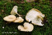 Clitocybe eccentrica image