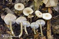 Clitocybe vibecina image