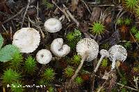 Rhodocybe hirneola image