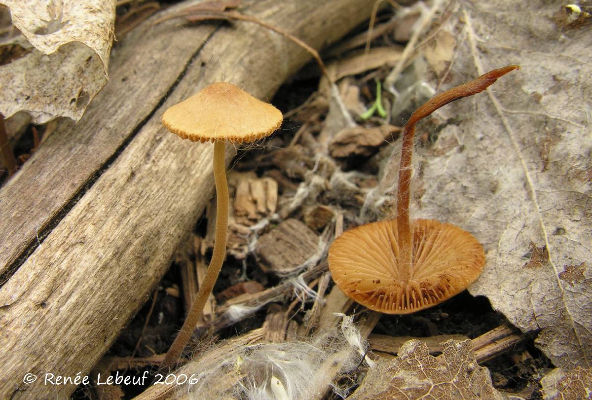 Conocybe juniana image