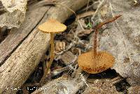 Image of Conocybe juniana