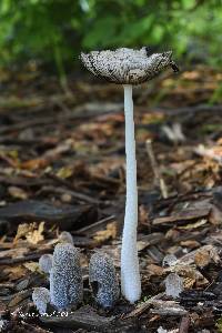 Coprinopsis lagopus image