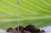 Coprinopsis stercorea image