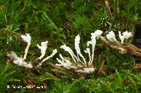 Cordyceps polyarthra image