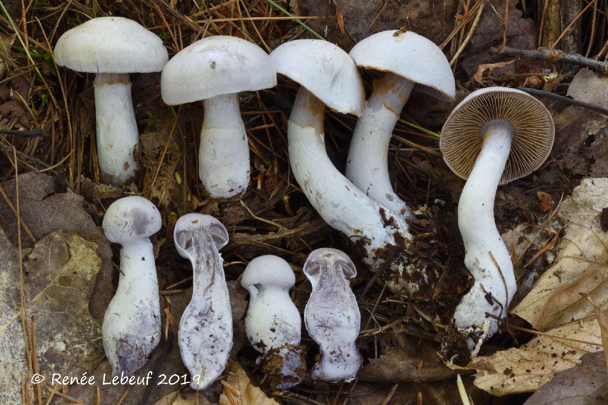 Cortinarius acutispissipes image