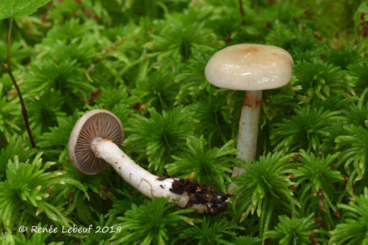 Cortinarius sterilis image