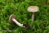 Cortinarius sterilis image