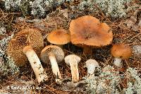 Cortinarius mucosus image