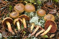 Cortinarius tinctorum image