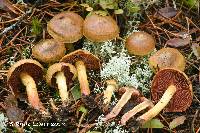 Cortinarius tinctorum image