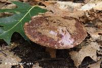 Cortinarius balteatocumatilis image