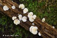 Crepidotus epibryus image