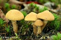 Cystoderma amianthinum image