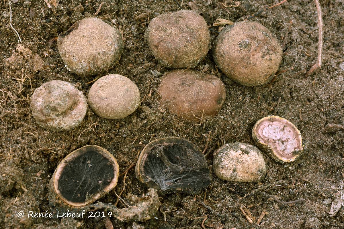 Elaphomyces macrosporus image