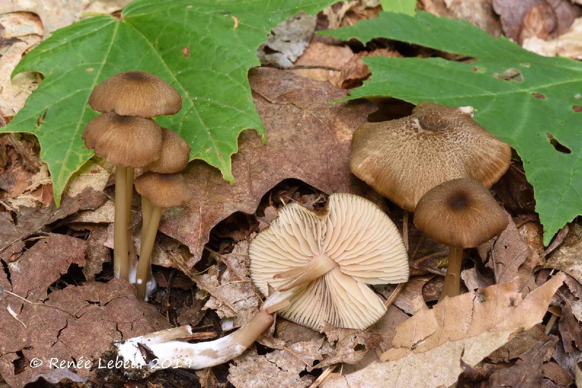 Entoloma avellaneosquamosum image