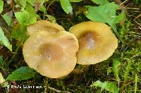 Entoloma bicolor image