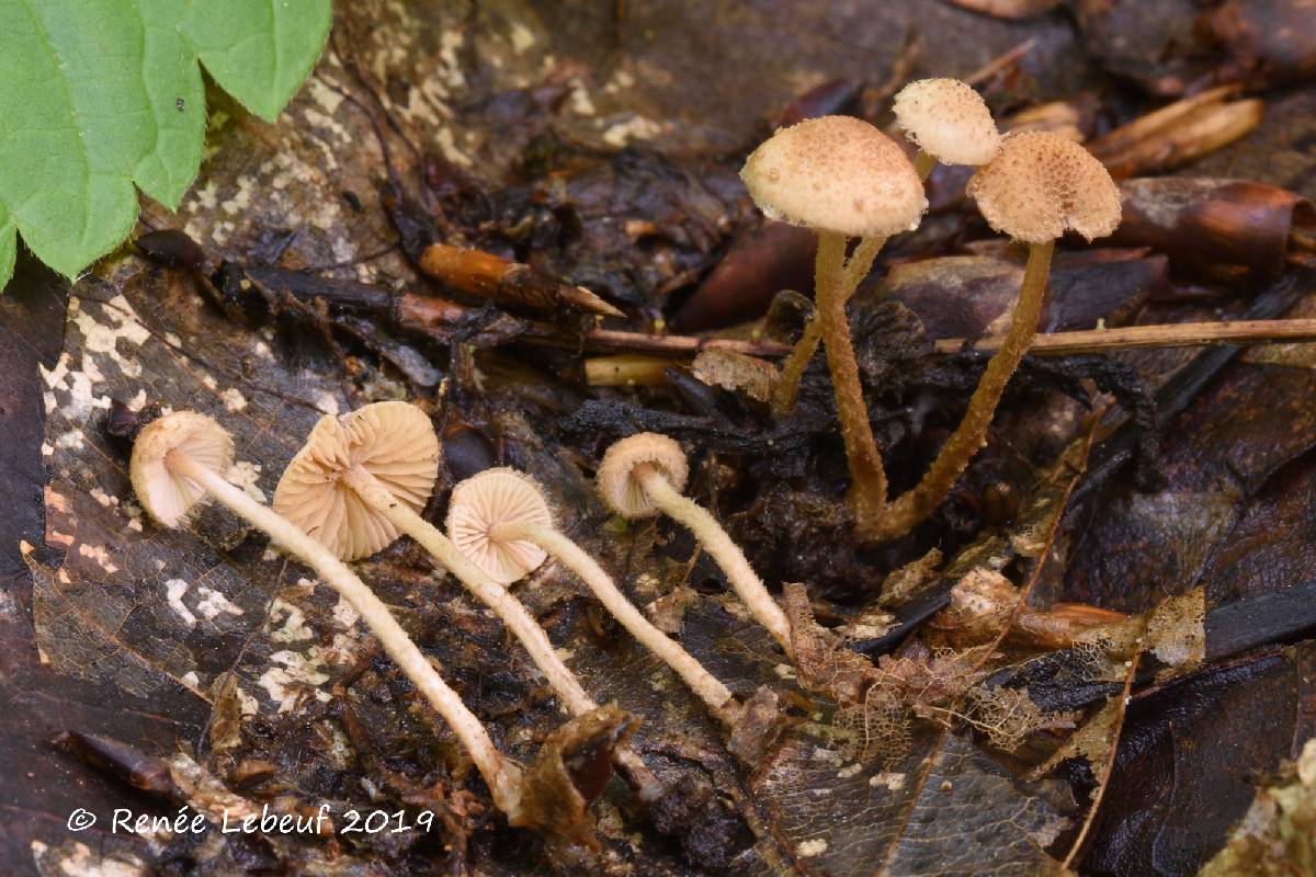 Flammulaster carpophilus var. rhombosporus image