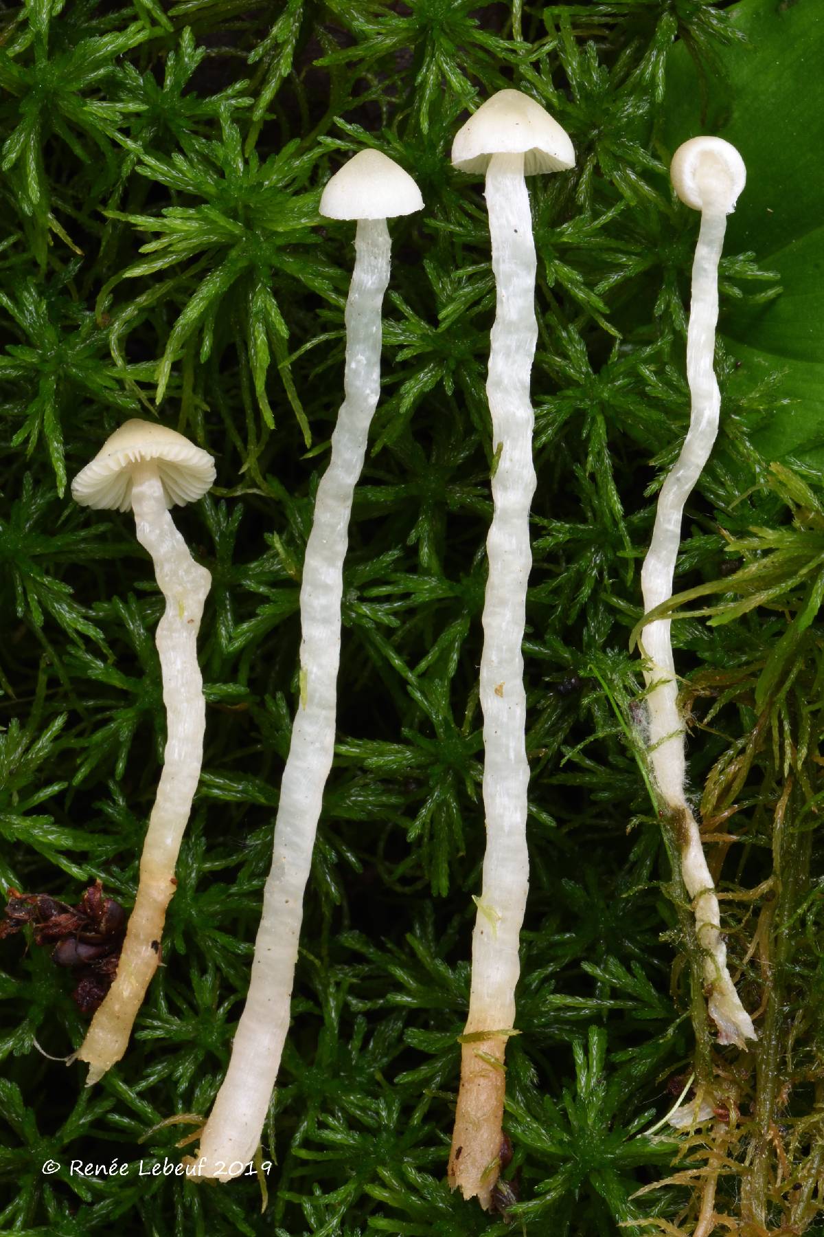 Galerina paludosa image