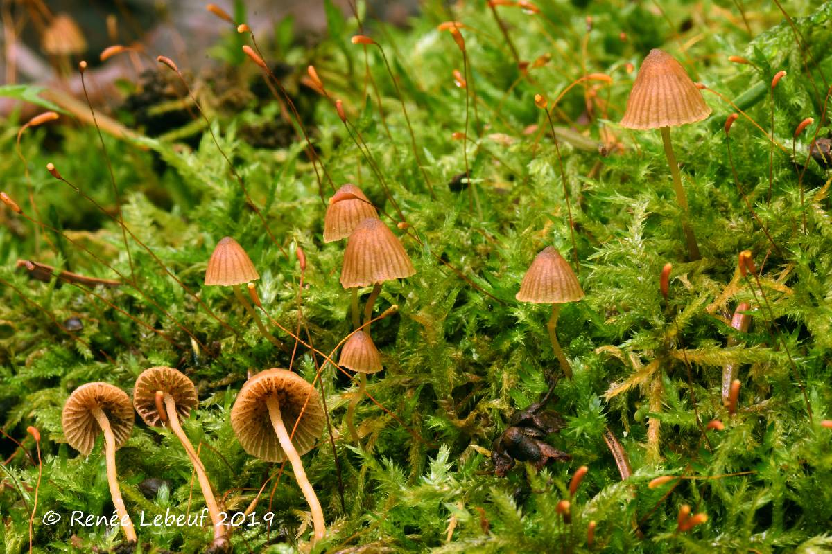 Galerina subcerina image