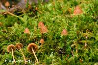 Image of Galerina subcerina