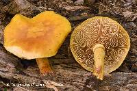 Gymnopilus luteus image