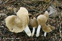 Helvella elastica image