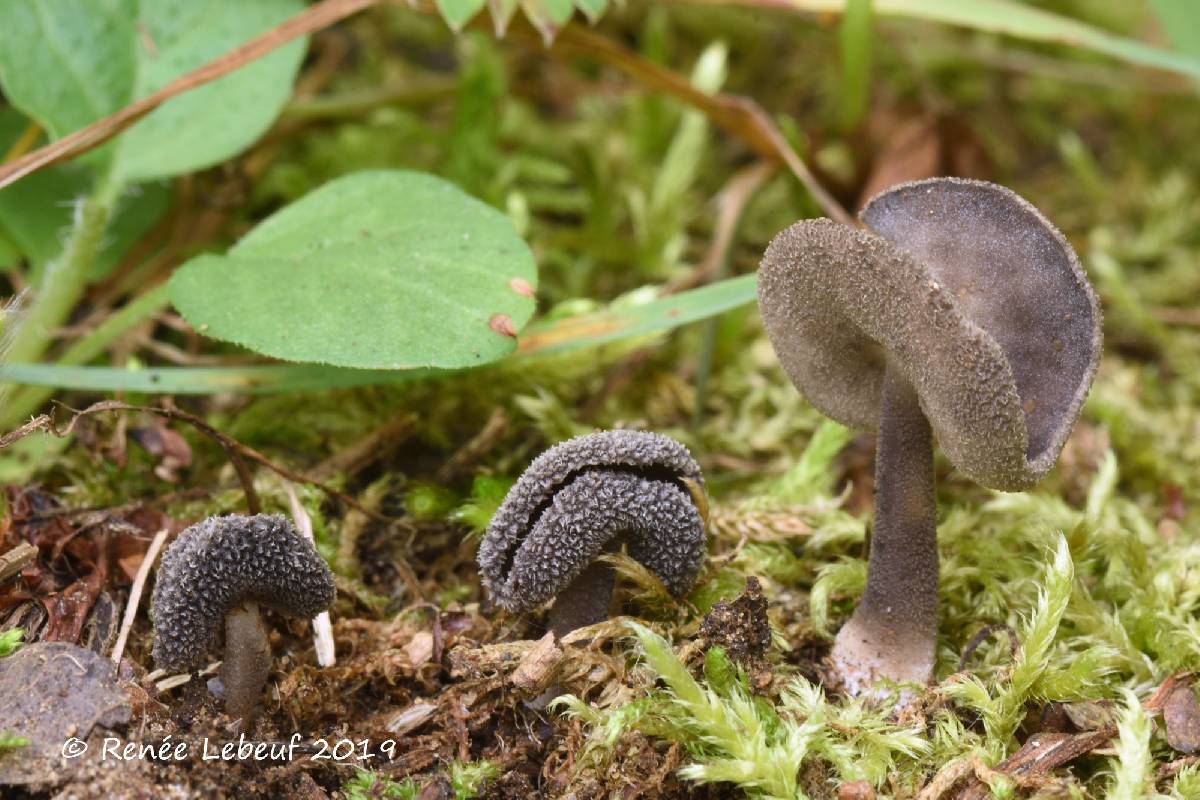 Helvella pezizoidea image