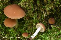 Psathyrella camptopoda image