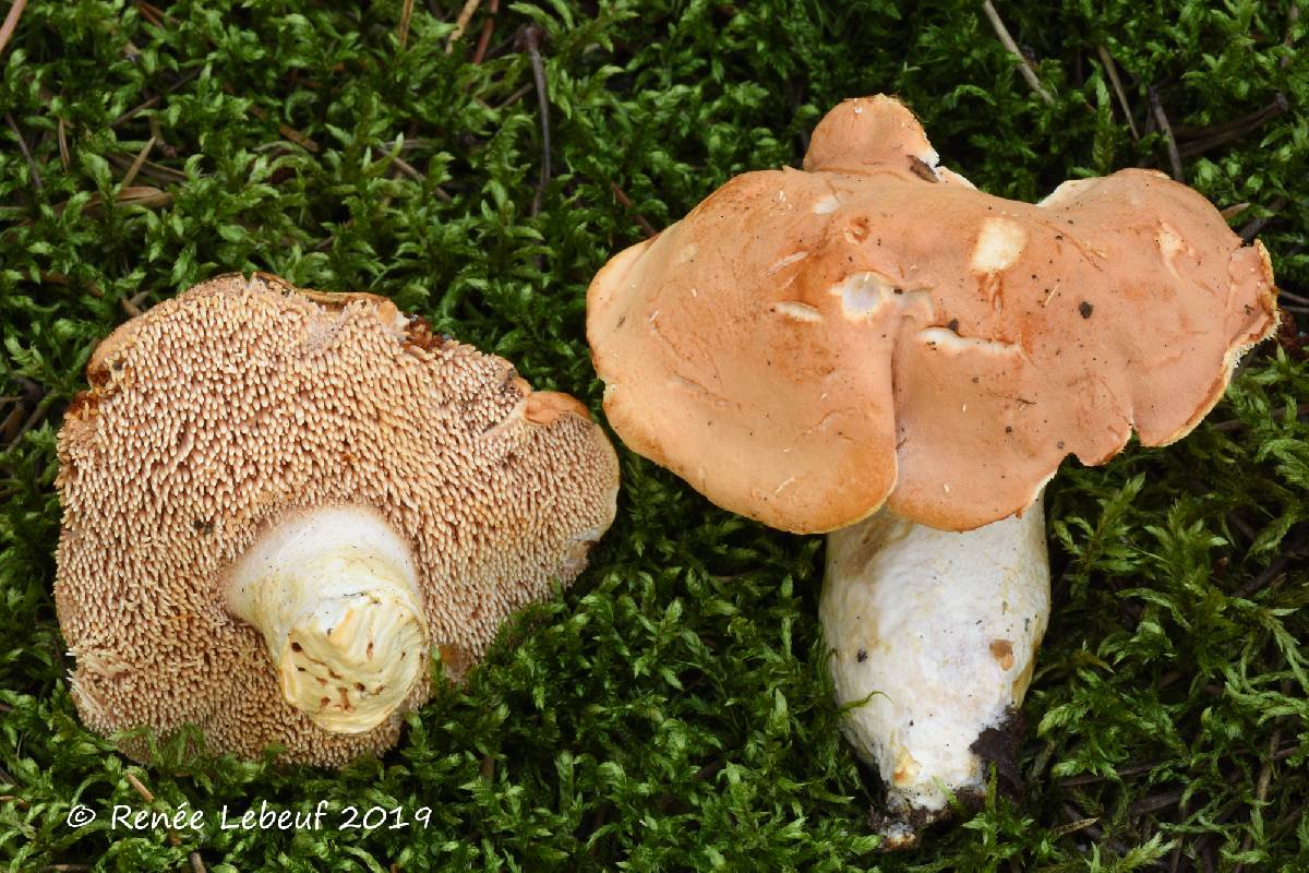Hydnum aerostatisporum image