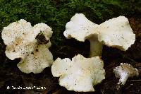 Hydnum albidum image