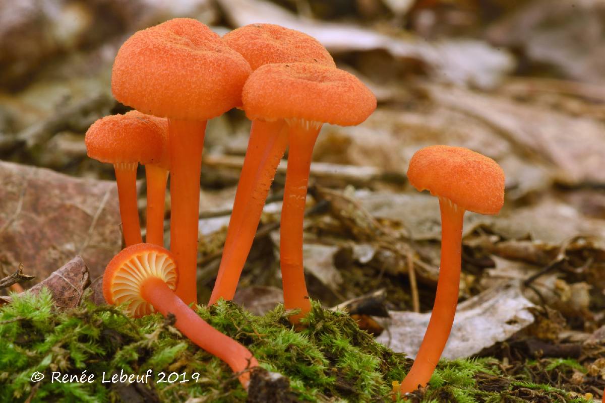 Hygrocybe cantharellus image