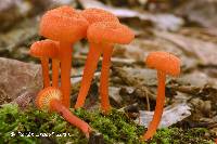 Image of Hygrocybe cantharellus