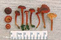 Hygrocybe coccineocrenata image