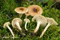 Hygrophorus discoxanthus image