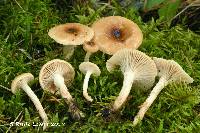 Hygrophorus discoxanthus image