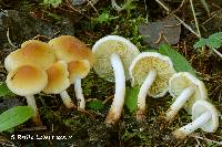 Hypholoma capnoides image