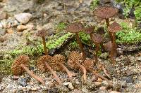 Inocybe calospora image