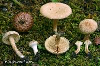 Inocybe dulcamara image