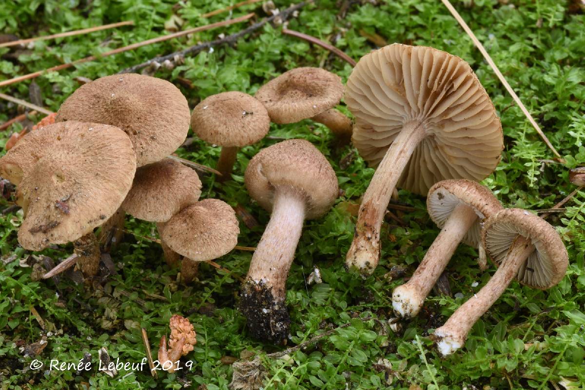 Inocybe stellatospora image